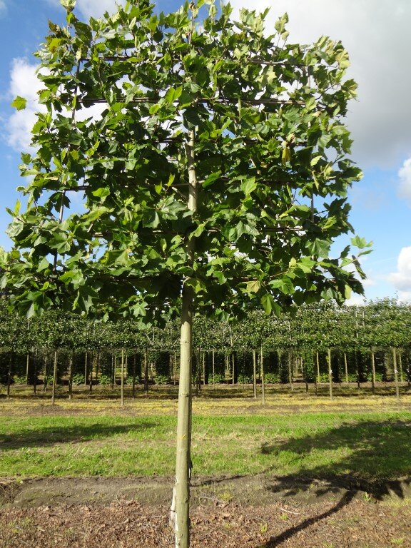 Platanus hispanica                    30-35                    st. 2.25 m (Medium).JPG