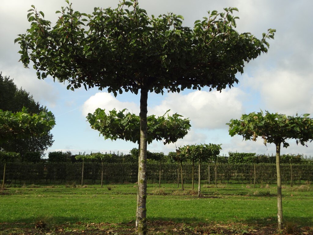 Pyrus calleryana 'Chanticleer'       25-30 (2) (Medium).JPG