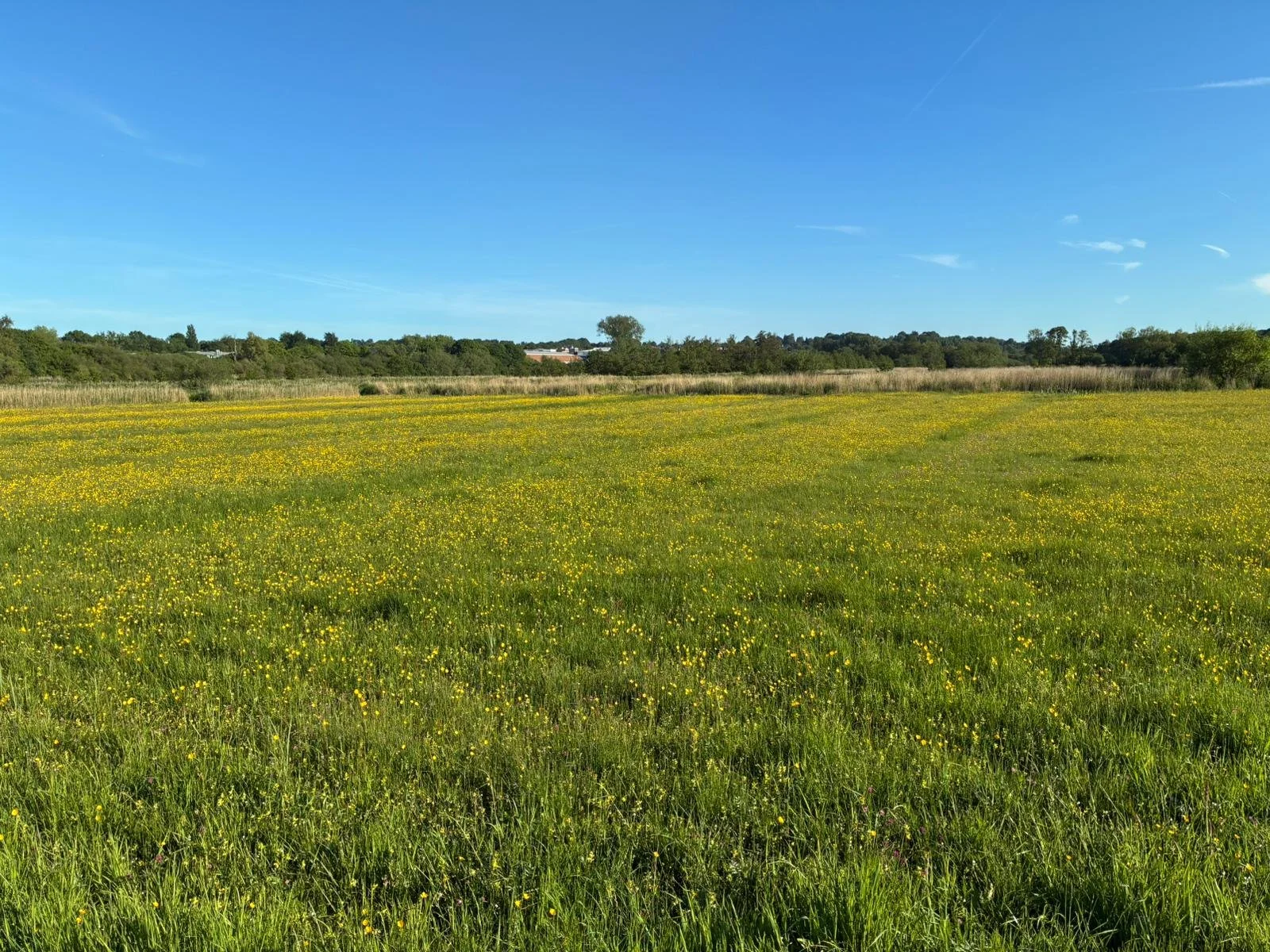 Winnall Moors 5.jpeg