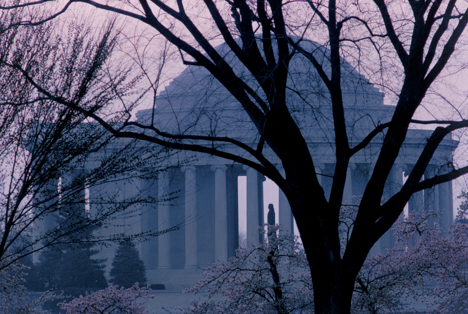 Jefferson Memorial - Cherry Blossoms at Dawn
