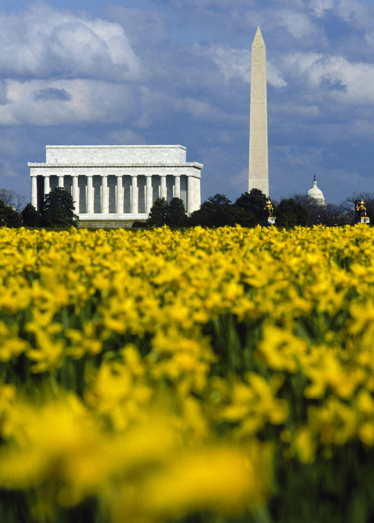 Lincoln Memorial and Washington Monument - Daffodils in Springtime