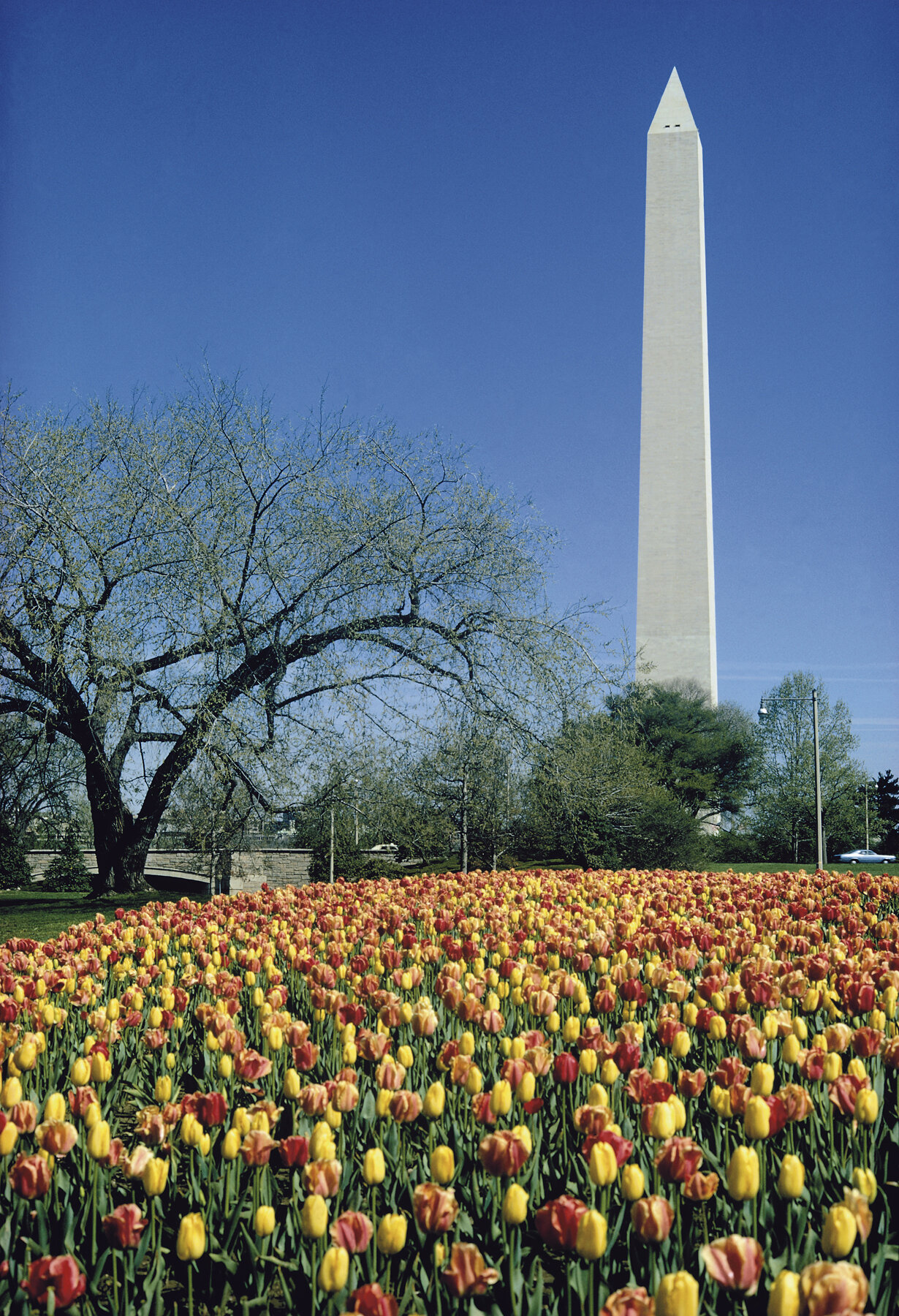 Washington Monument - Tulips in Springtime