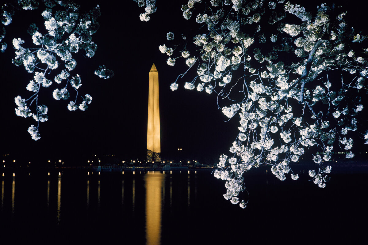 Washington Monument - Cherry Blossoms at Night