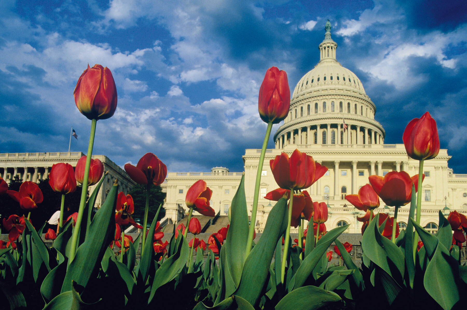 US Capitol - Tulips in Springtime