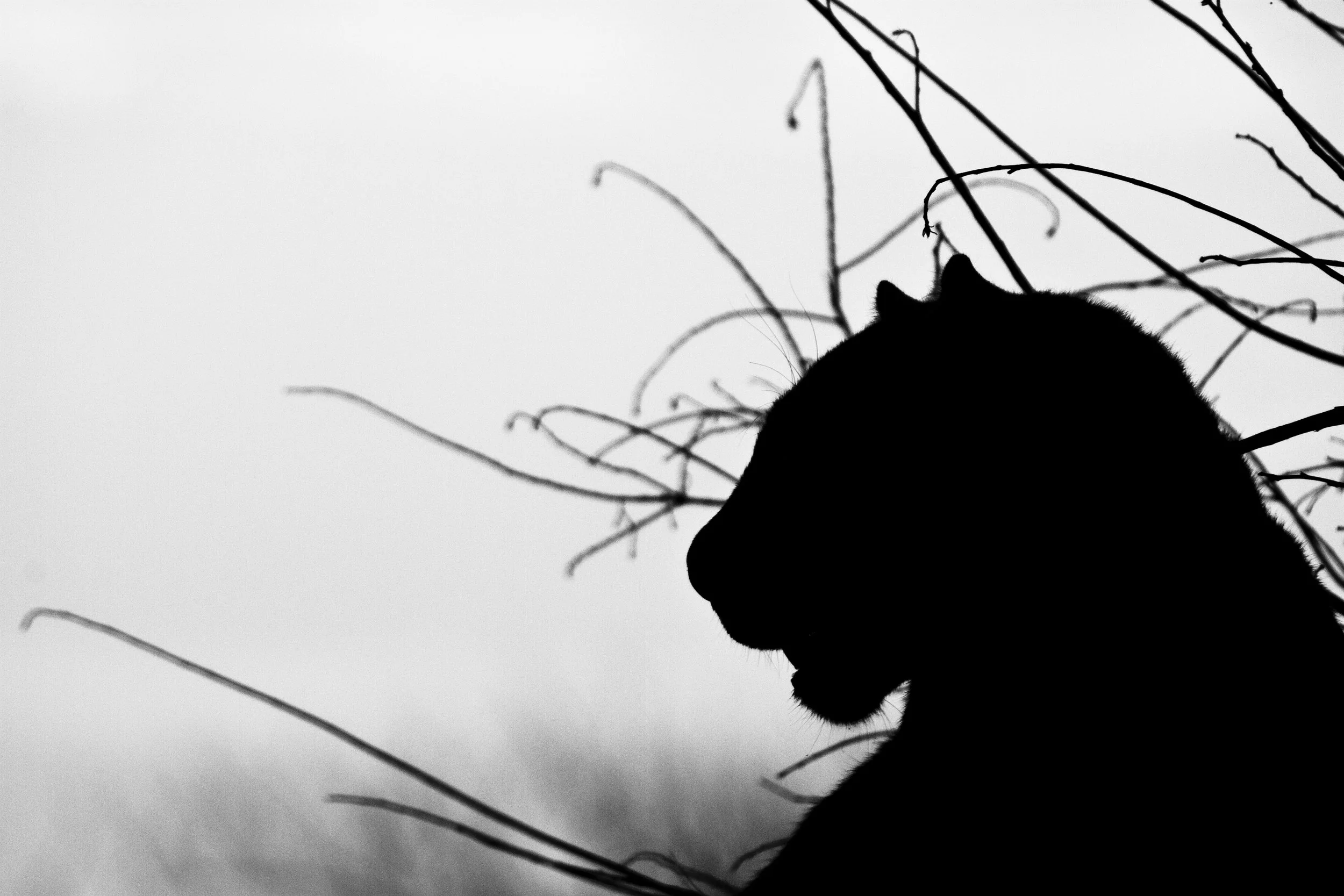 BAGHEERA.jpg