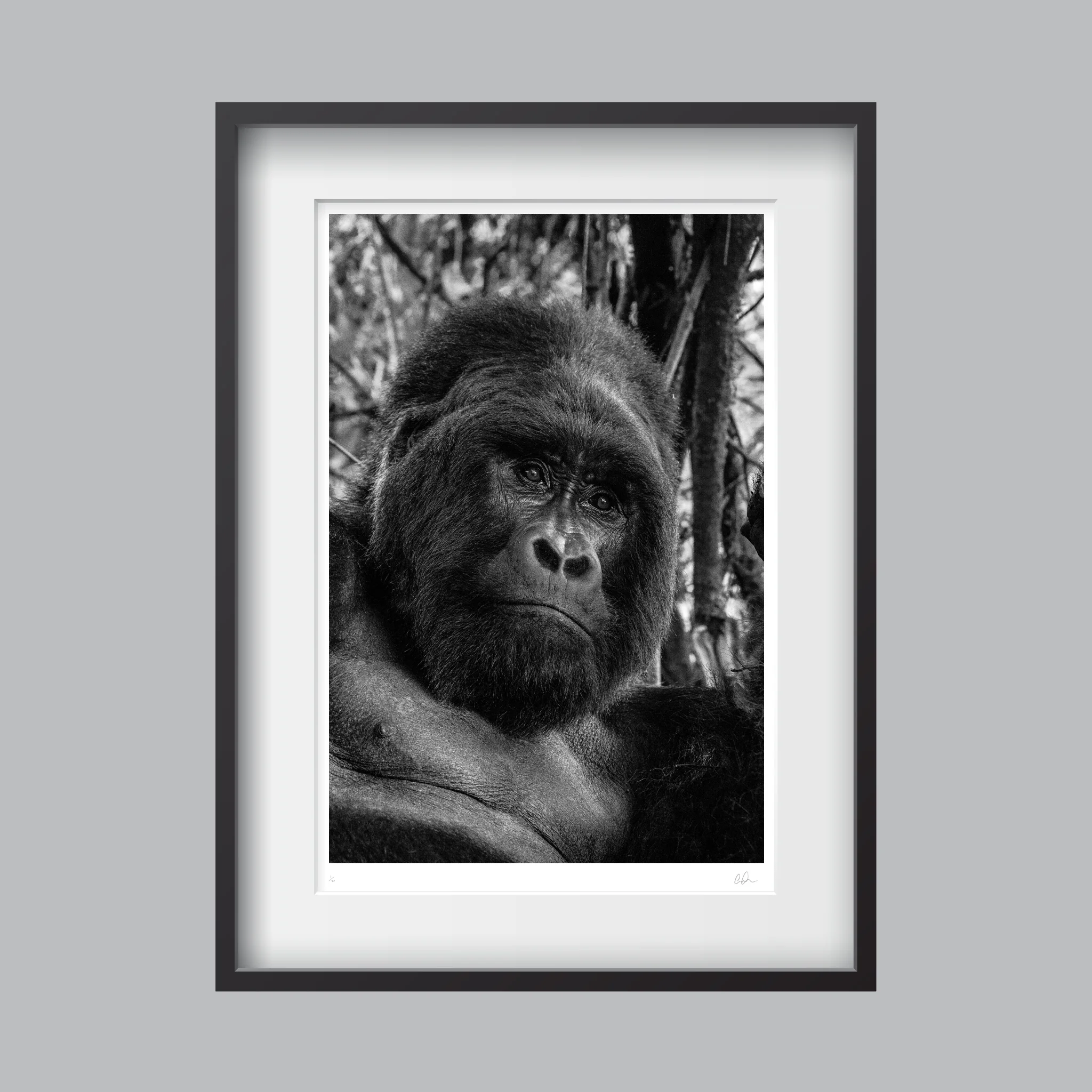 KONG_FRAMED.jpg