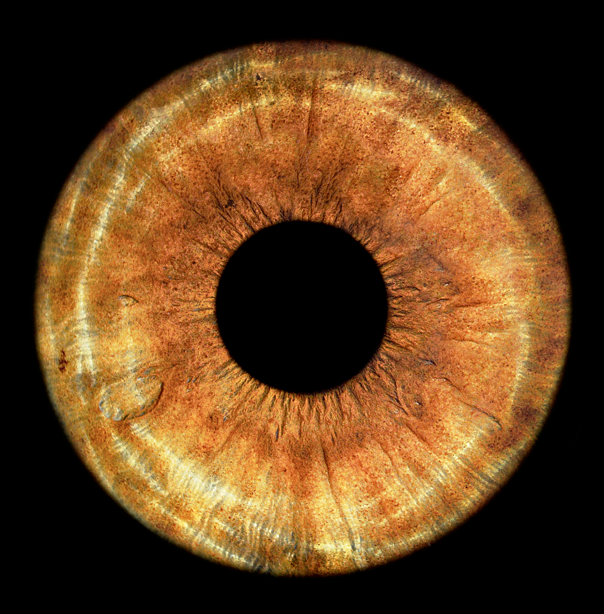 MyEye Kopie.png