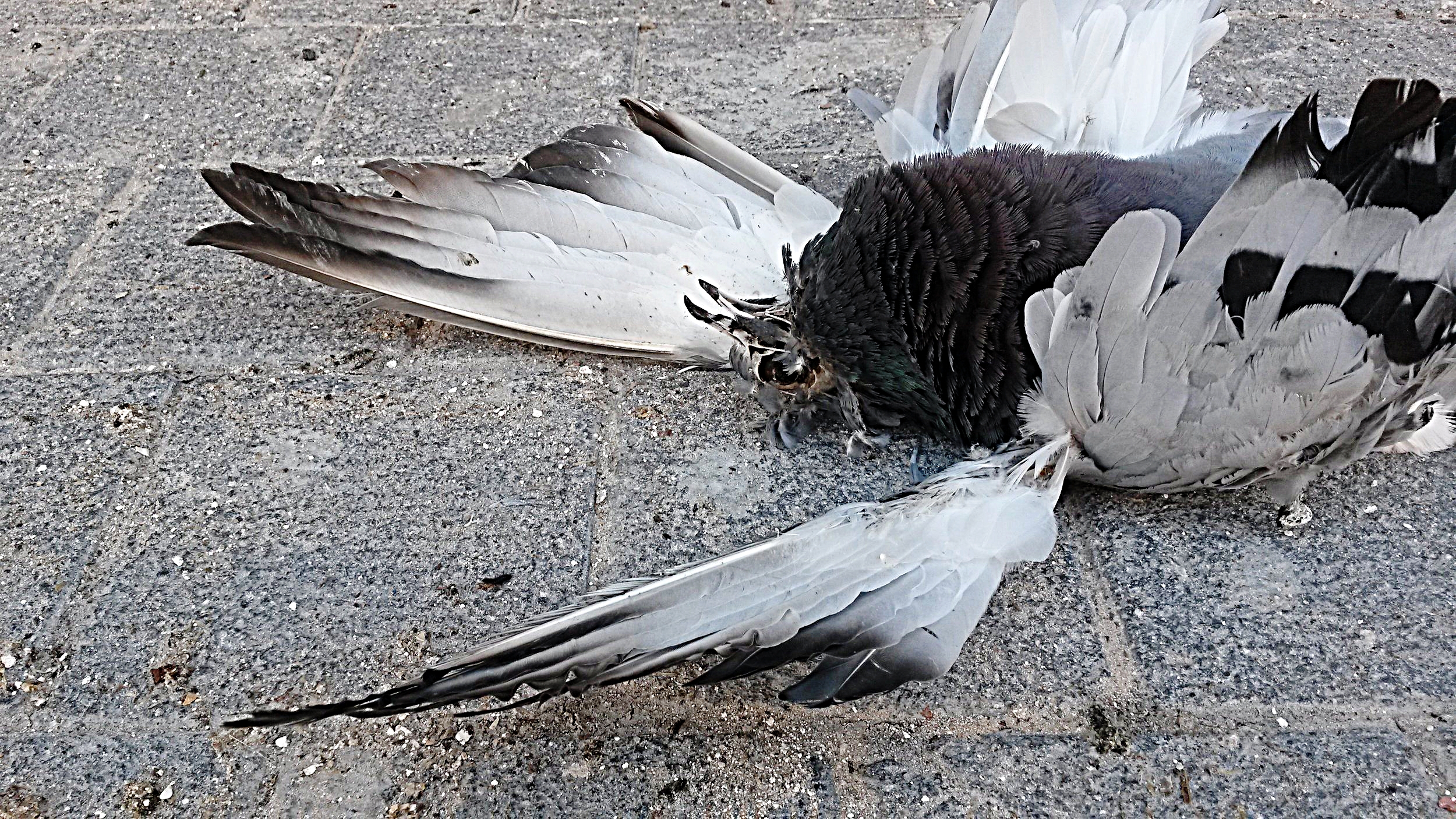 20160724_155646.jpg