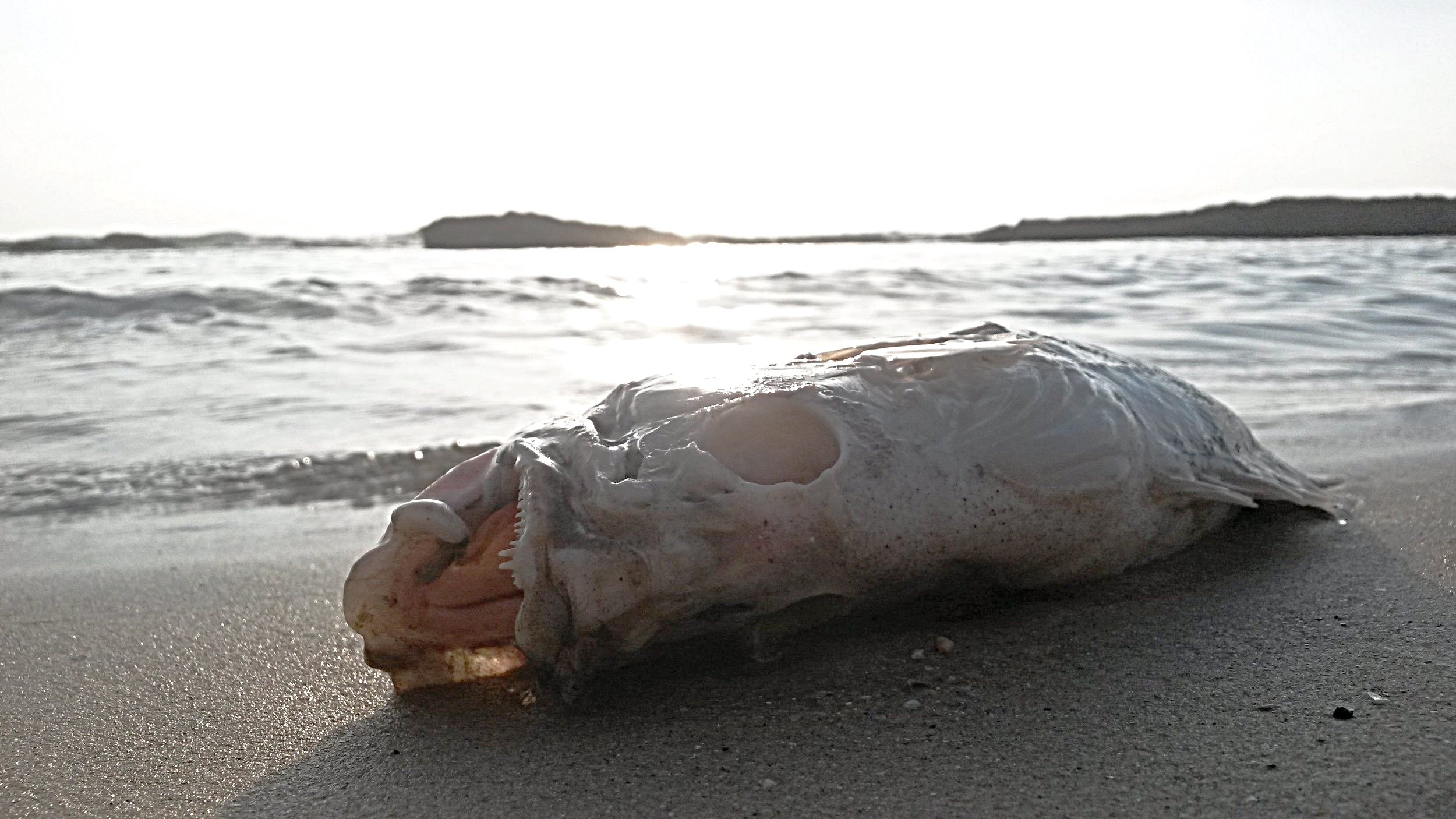 20160729_183615.jpg
