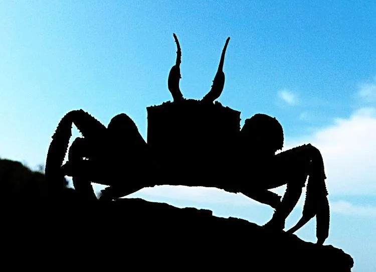 Crab.jpg