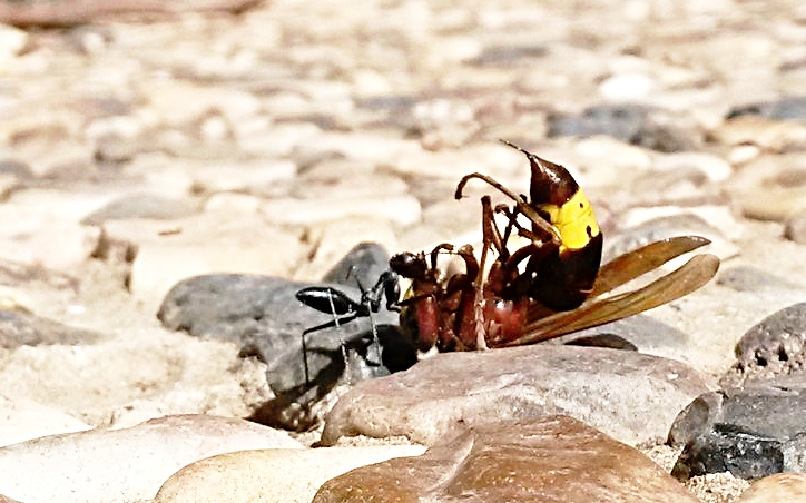 insects.jpg
