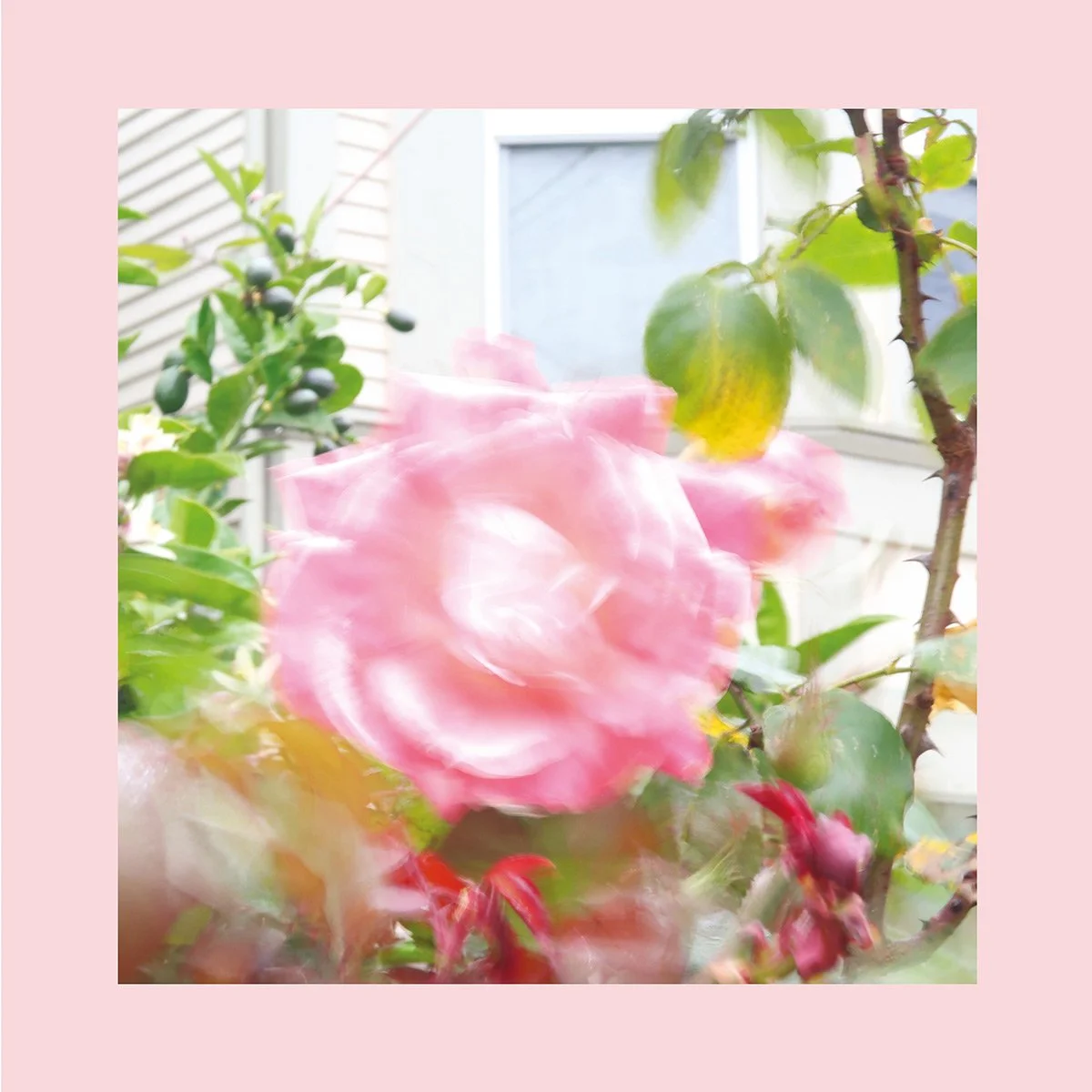 The Reds, Pinks and Purples - Summer At Land's End.jpg