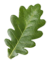 leaf_small.png