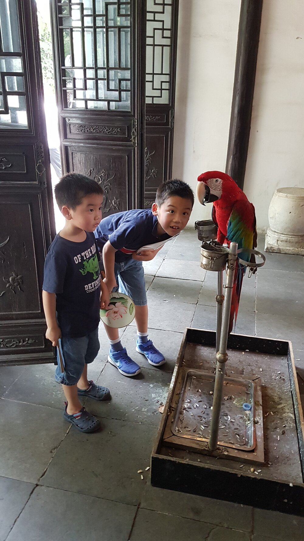 Chinese Parrot