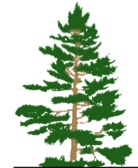 treeOnly_logo.jpg