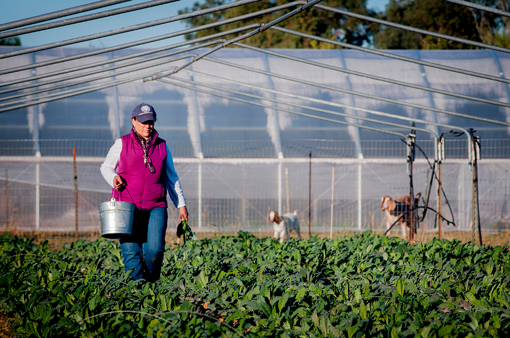 D_Elia.Farm.120213.3514.jpg