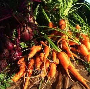 Quick Tips for Tending Your Winter Garden