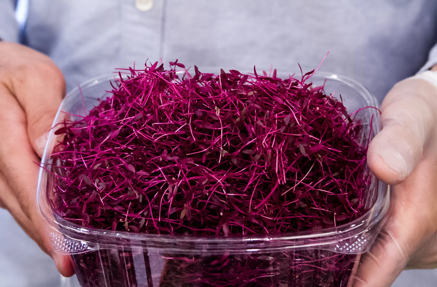 Give the Gift of Health this Holiday Season: Join a CSA!