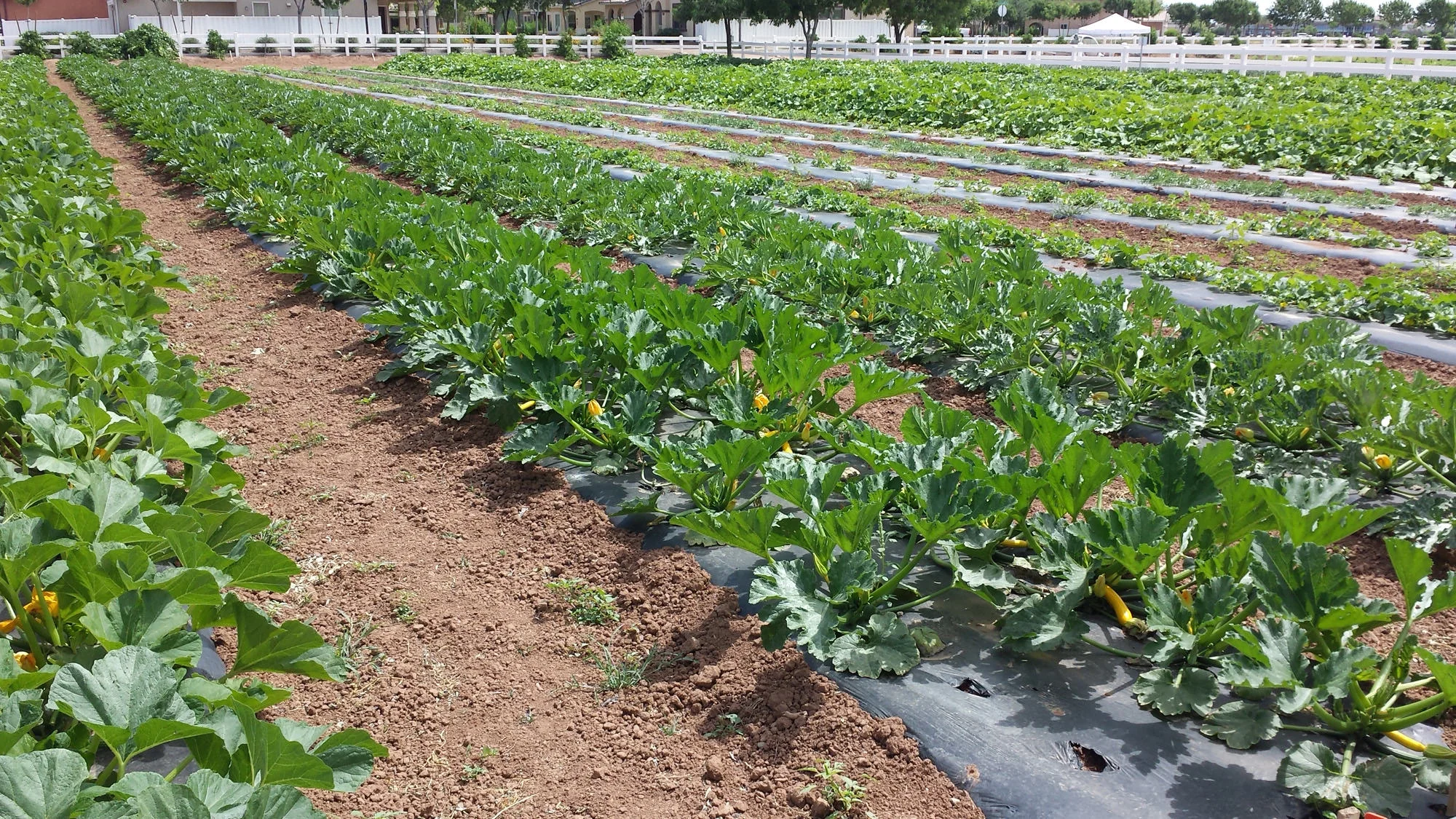 A Palatable FAQ for Arizona’s Small Scale Farmers on the Food Safety Modernization Act