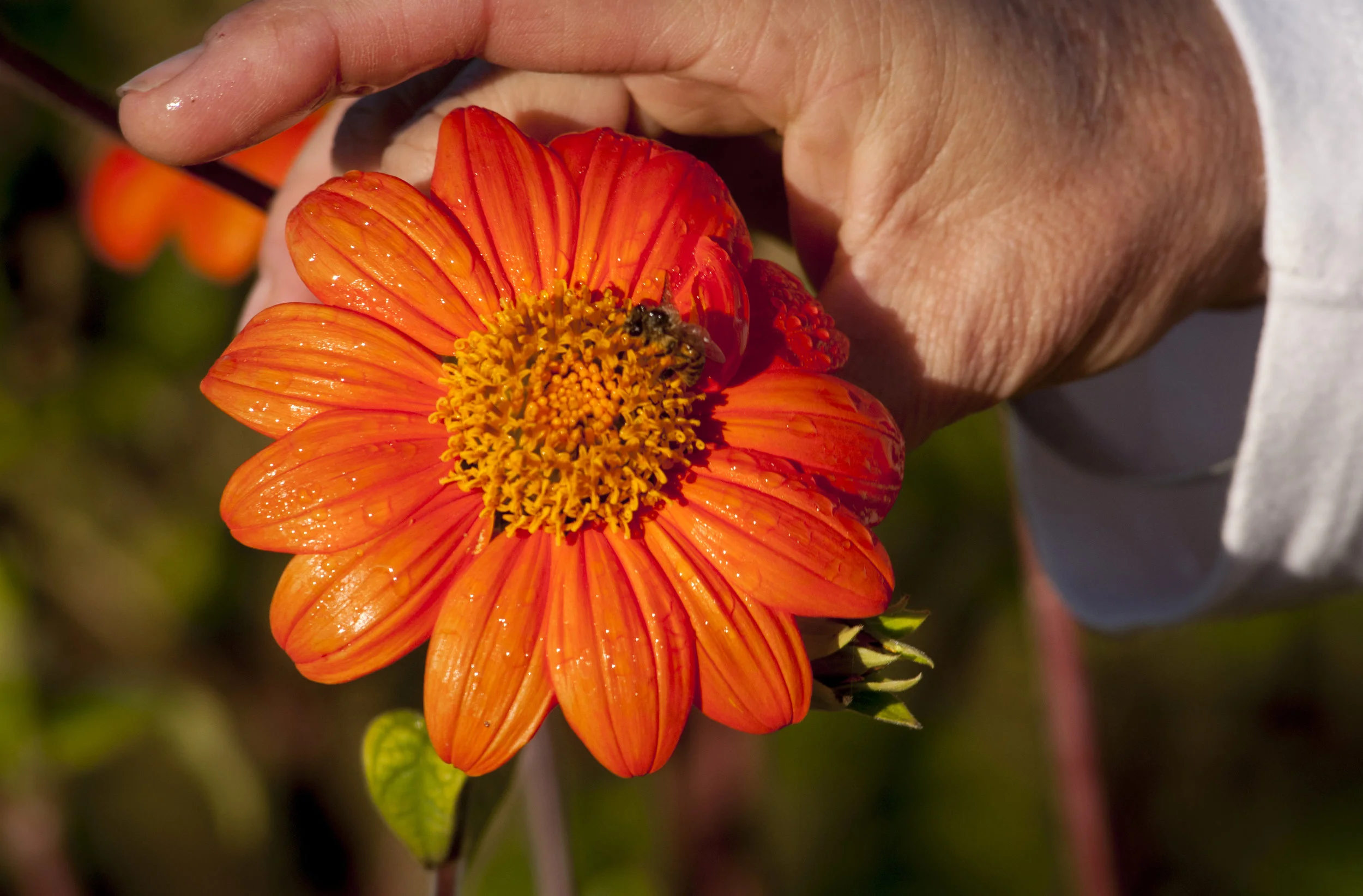 Business of Farm to School - Phoenix