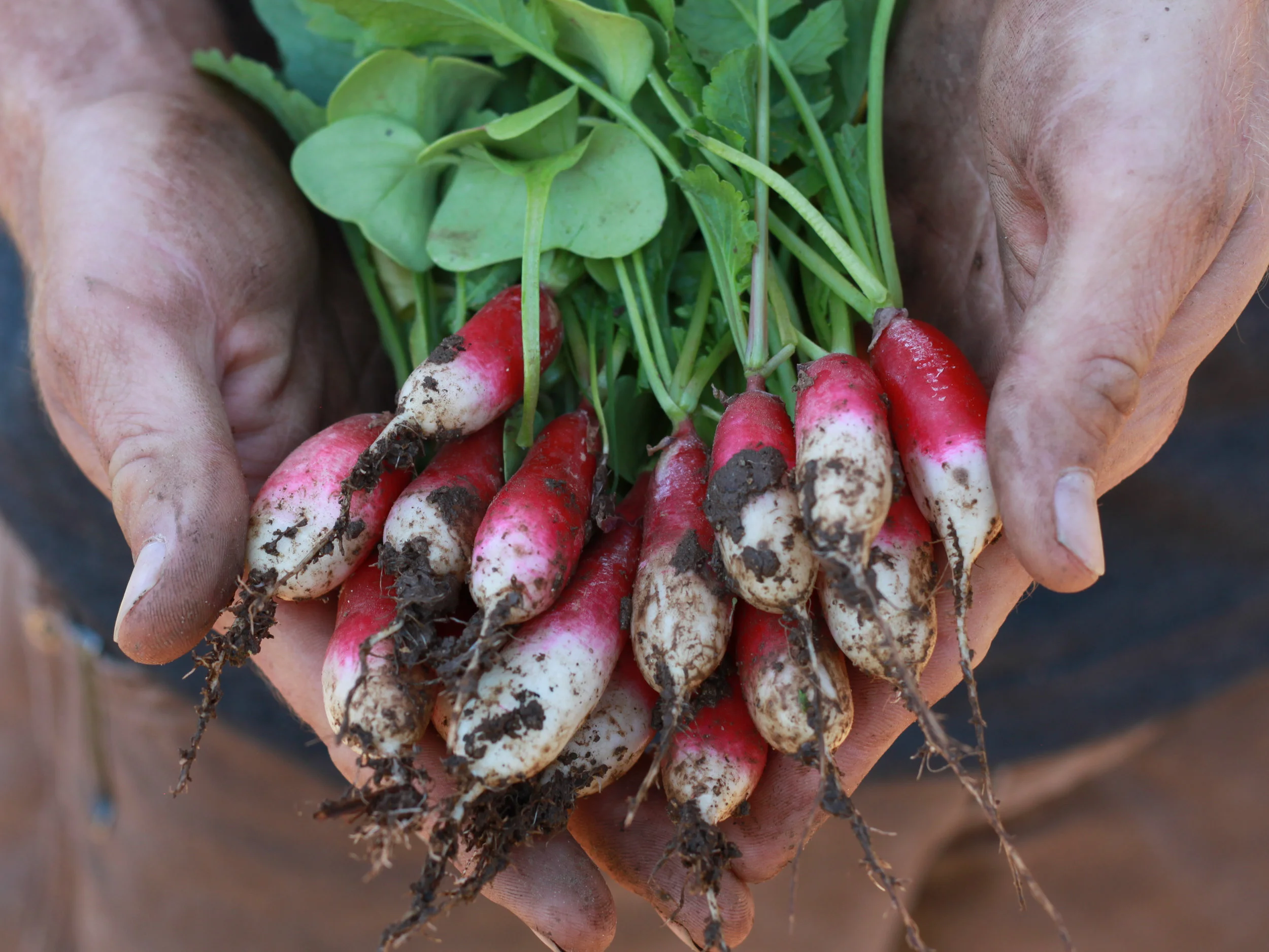 Radish Recipe Roundup