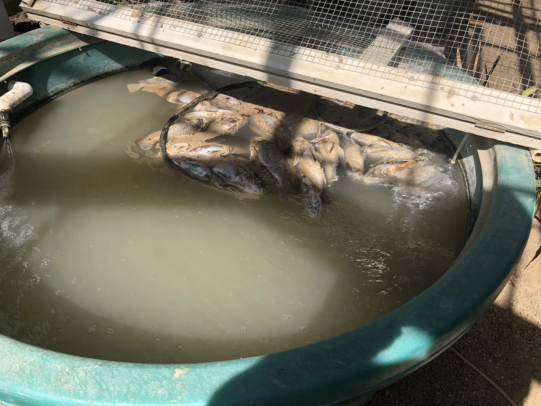 manzo tilapia.jpg