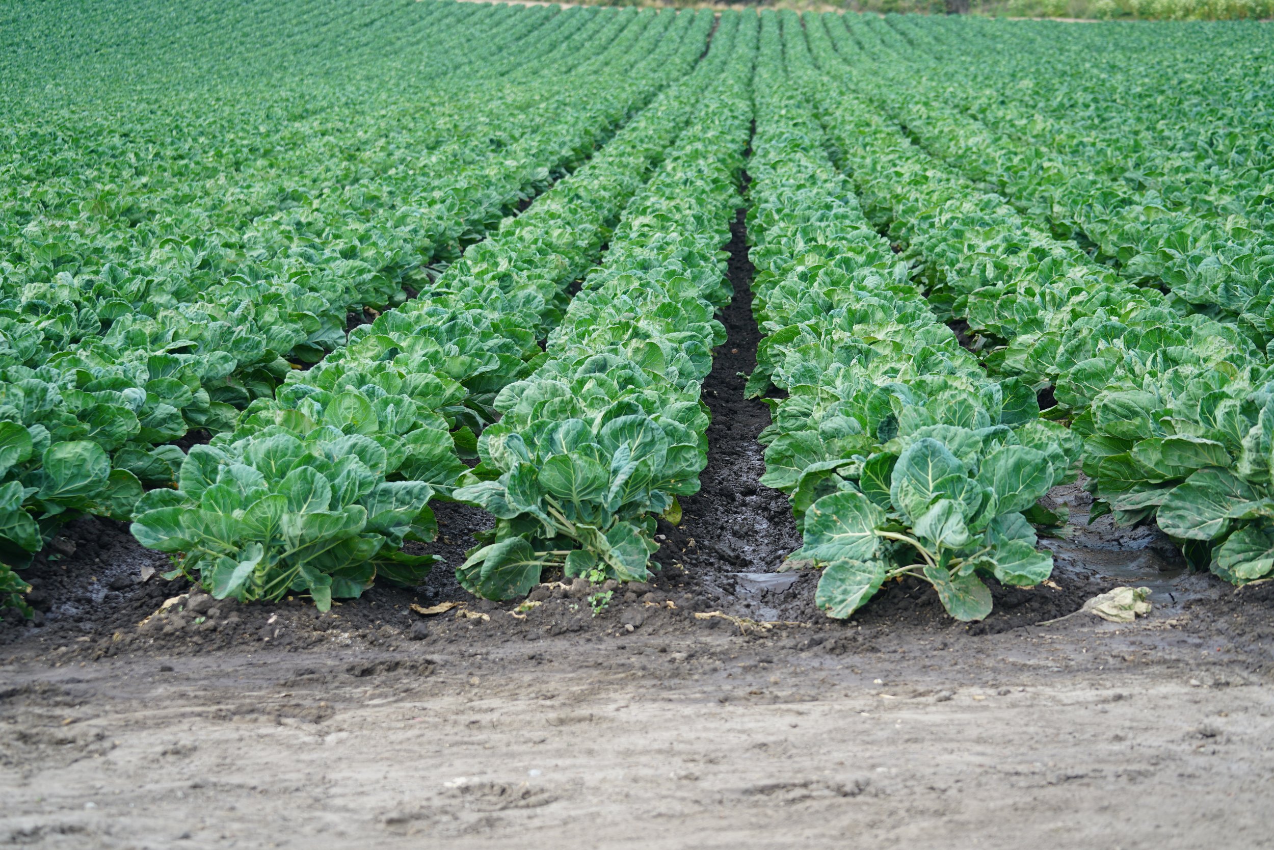 Arizona's Food System Response to COVID-19 - Webinar Recording