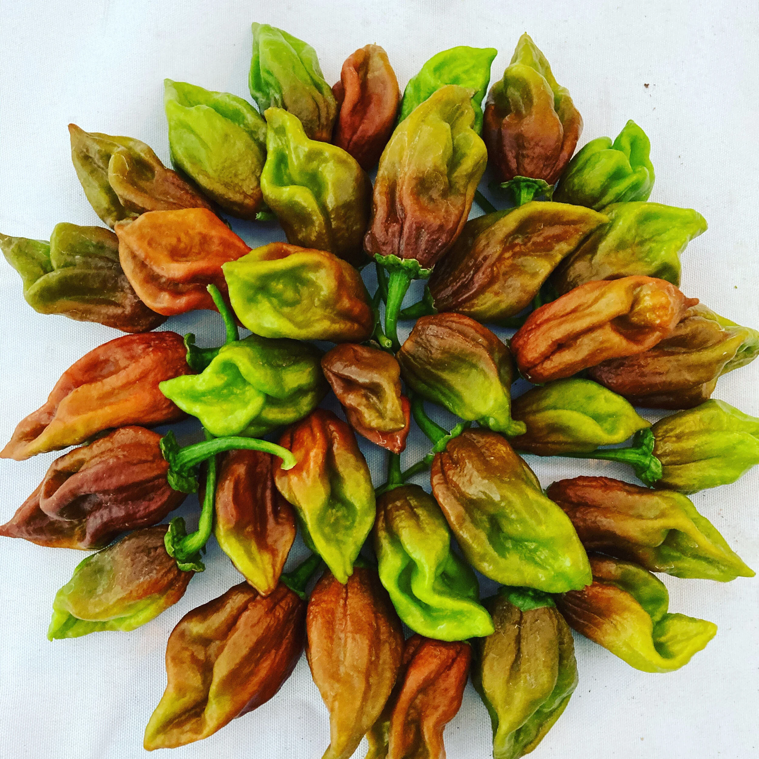 Chili Peppers Recipe Roundup: Stuffed peppers, chocolate, Hatch chile peppers and more!!