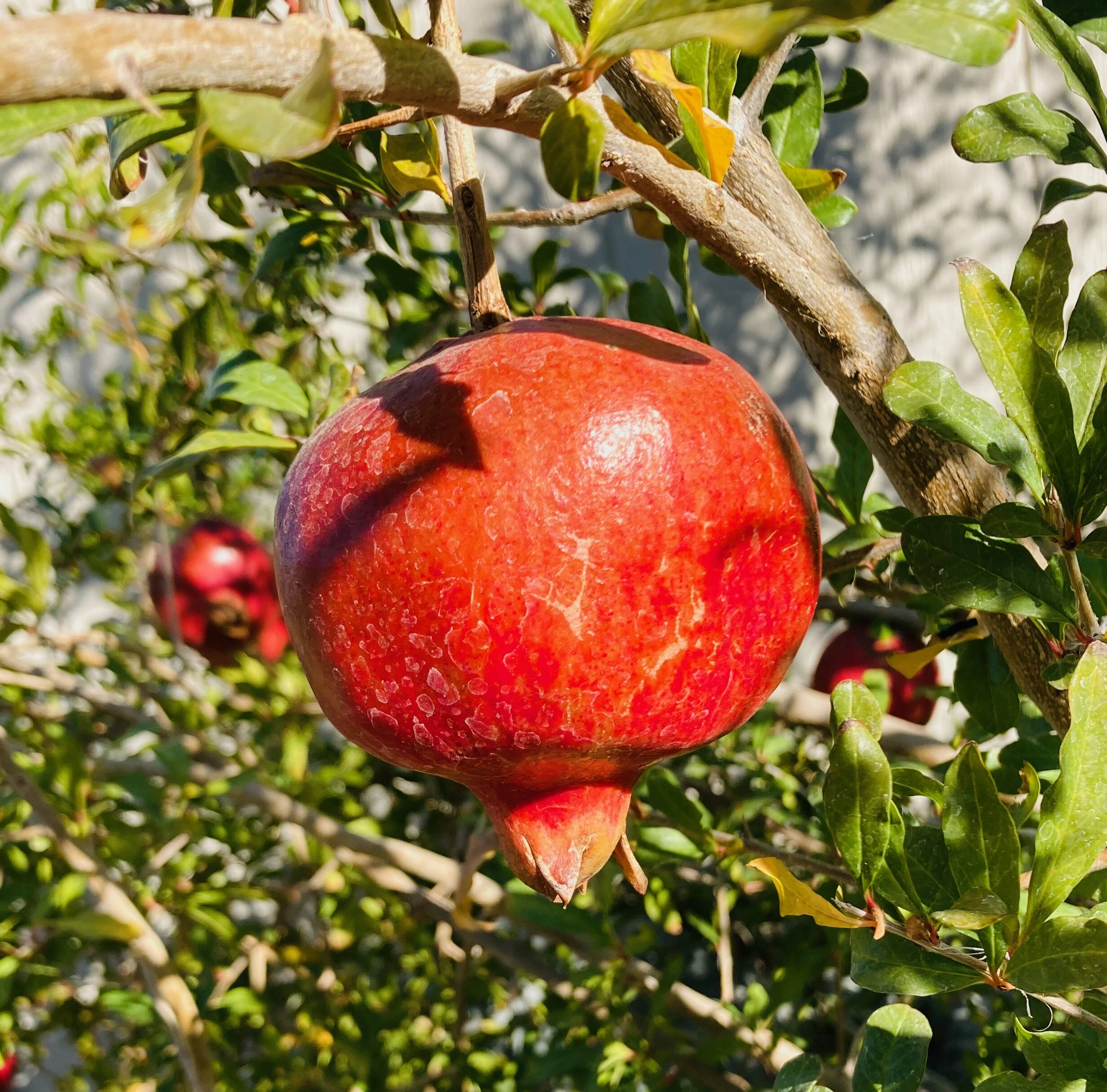 What’s in Season: Pomegranates