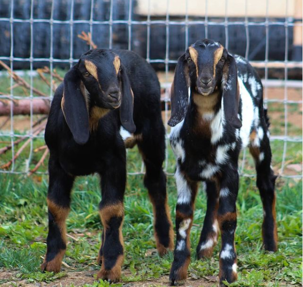 The Hoppy Goat Farm 