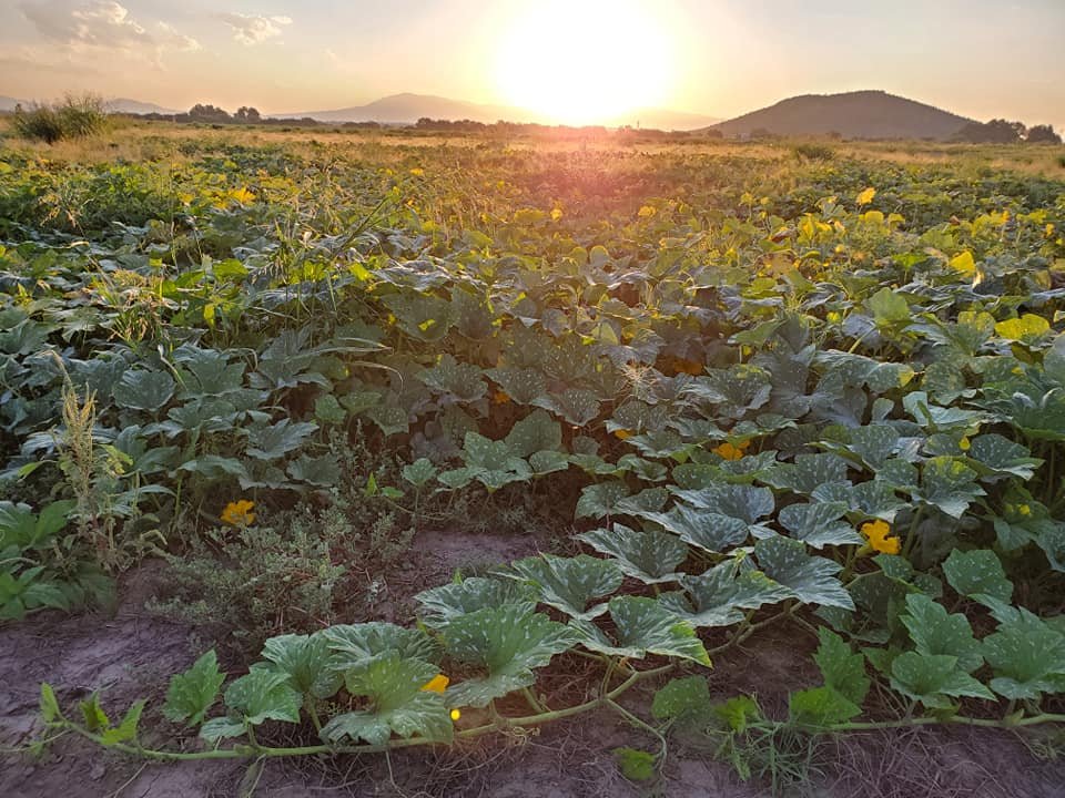 AJO CASA: Center for Sustainable Agriculture