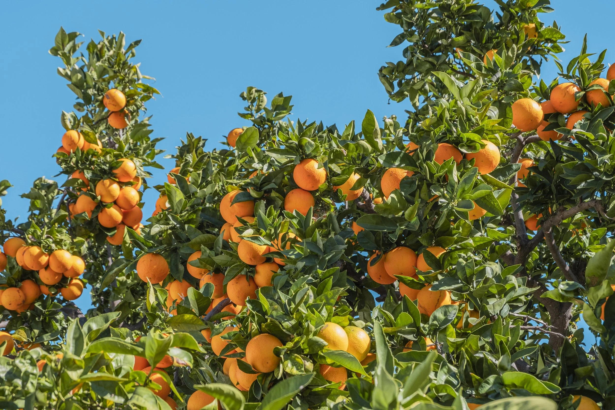 Looking for Where to Donate Your Extra Citrus?