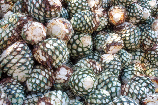 Preserving the Indigenous Roots of Mezcal Culture - Agave Heritage Festival