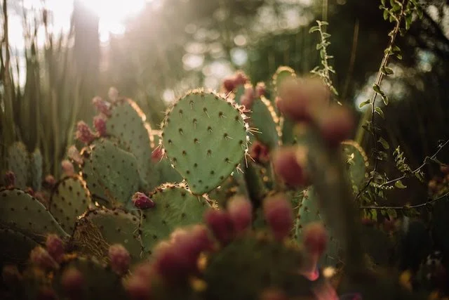 Cacti &amp; Succulents: The Basics 