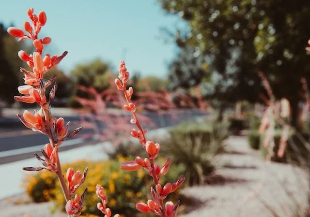 Special Shorter Take: This Month in the Garden