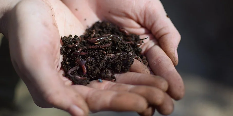 Worm Composting Workshop