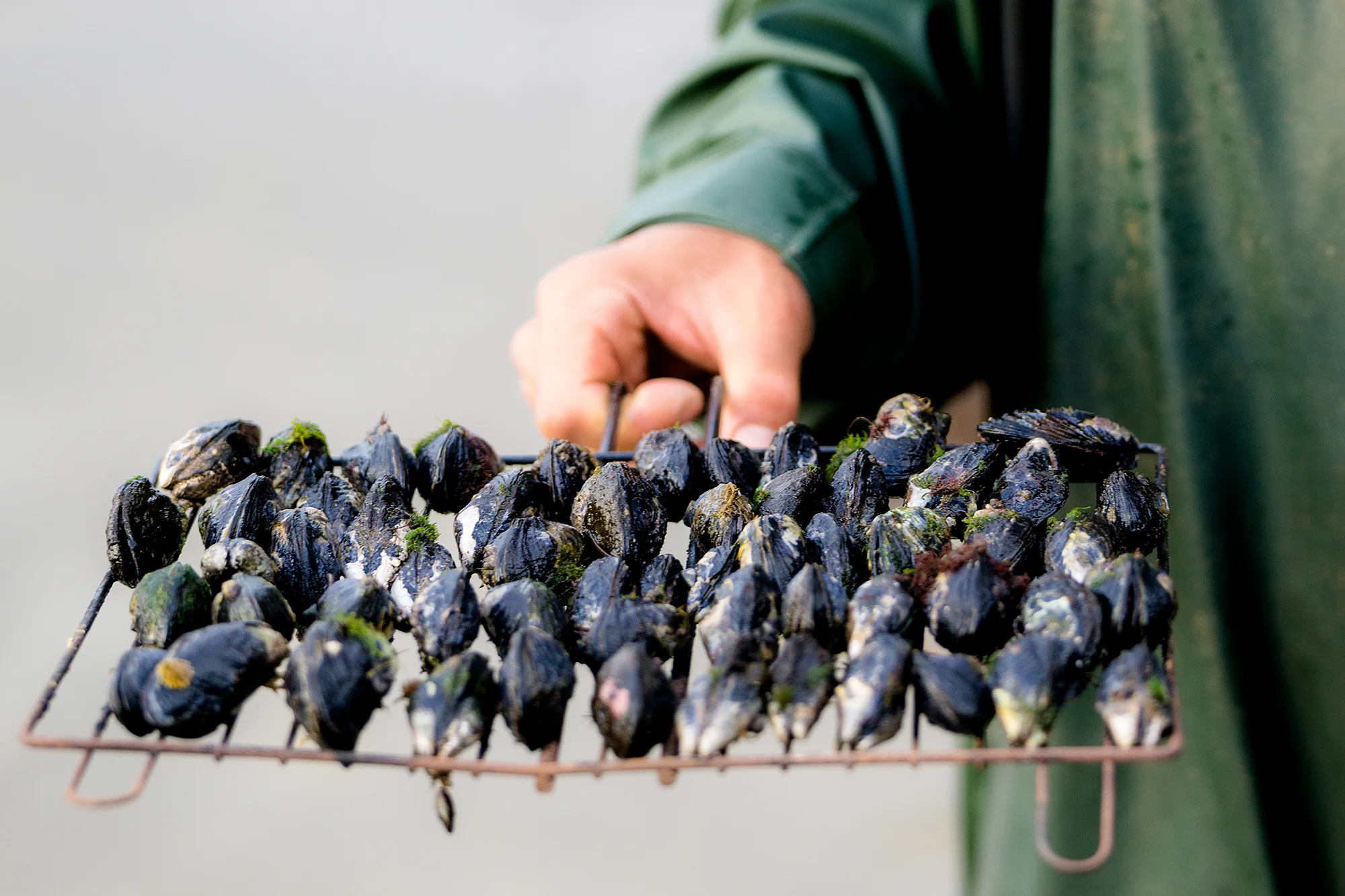 05_DSC00797_1_Mussels.jpg