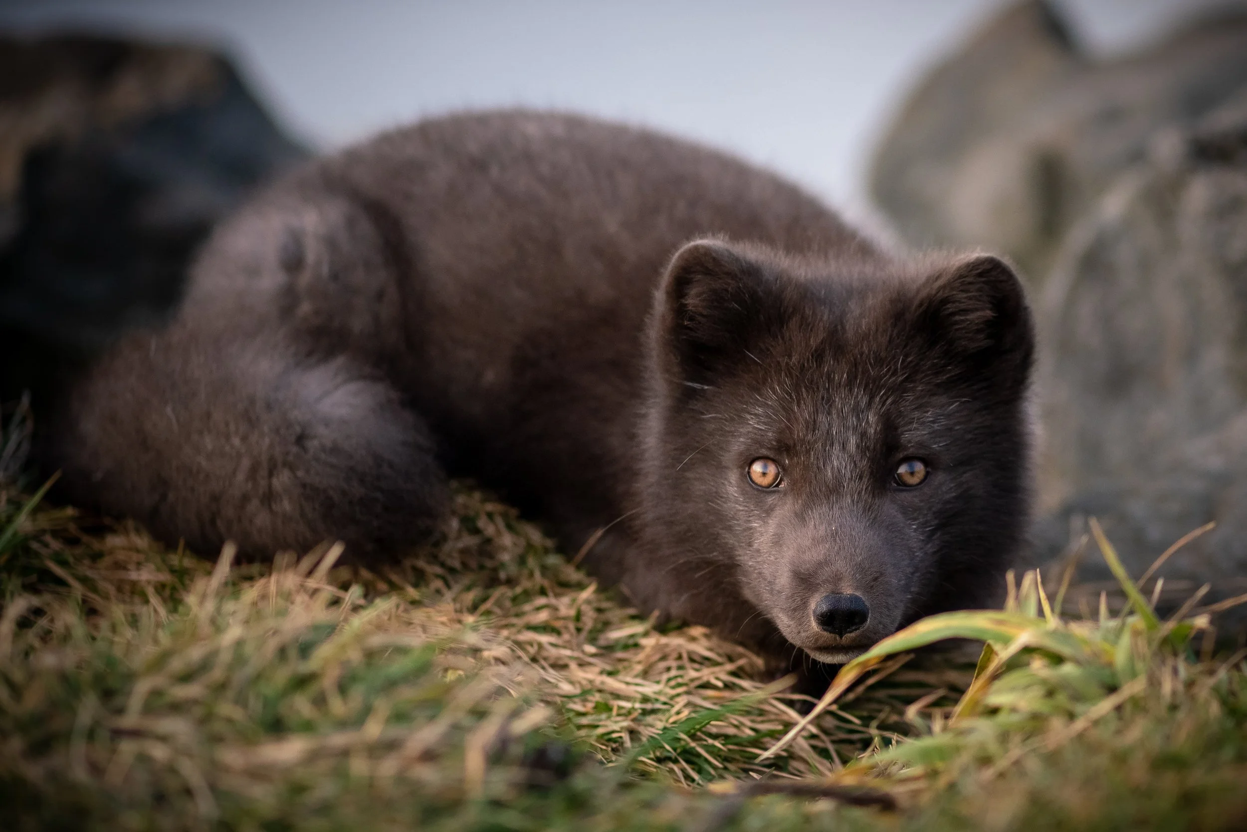McInnis_102019_334013.jpg