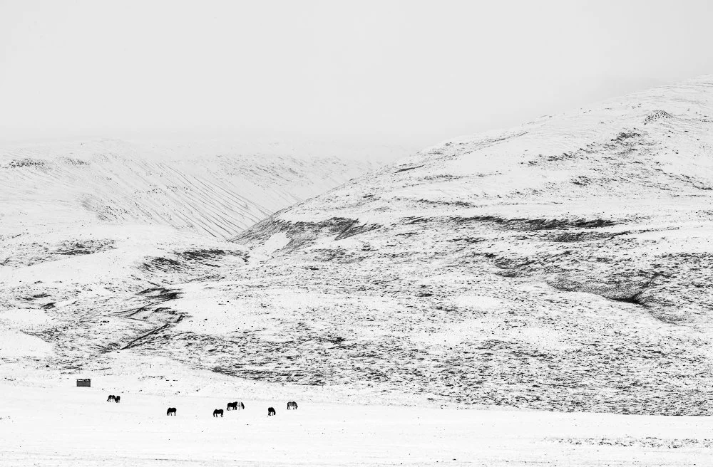 Spring snowstorm, north Iceland, 2019