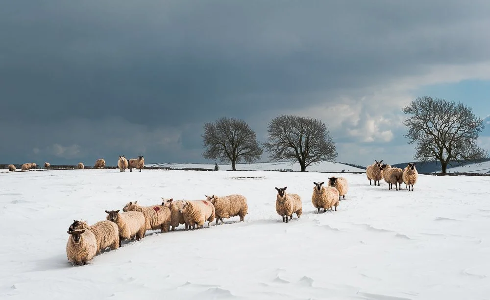 Shropshire, late March 2013