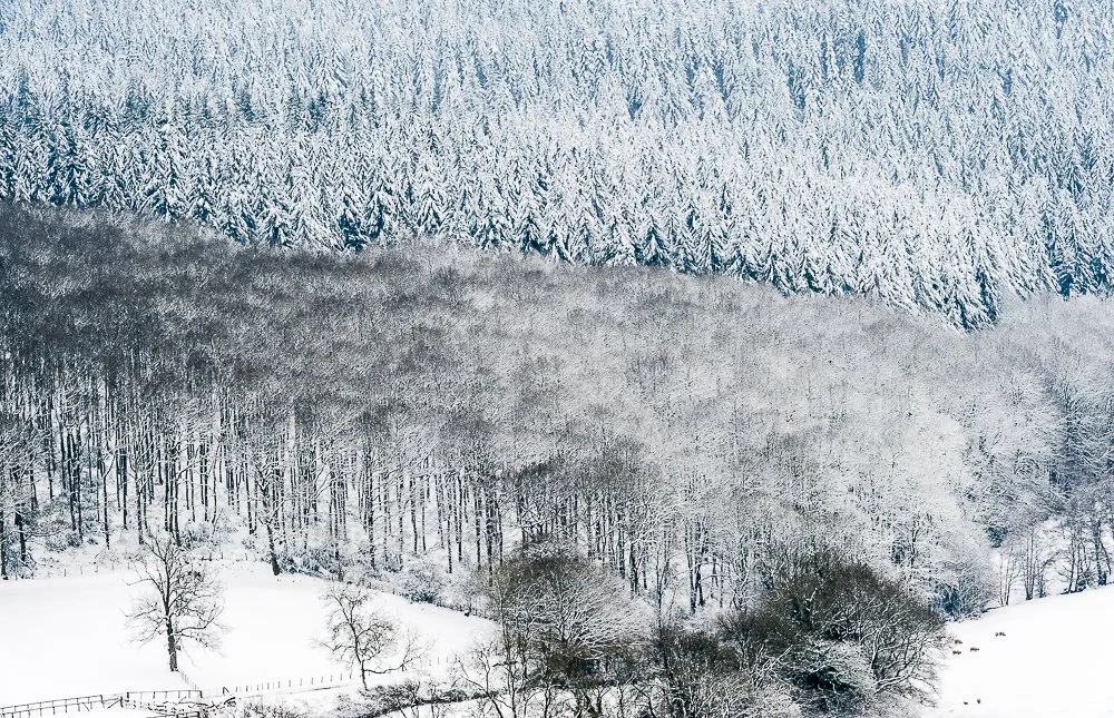 Paradise Wood, March 2013