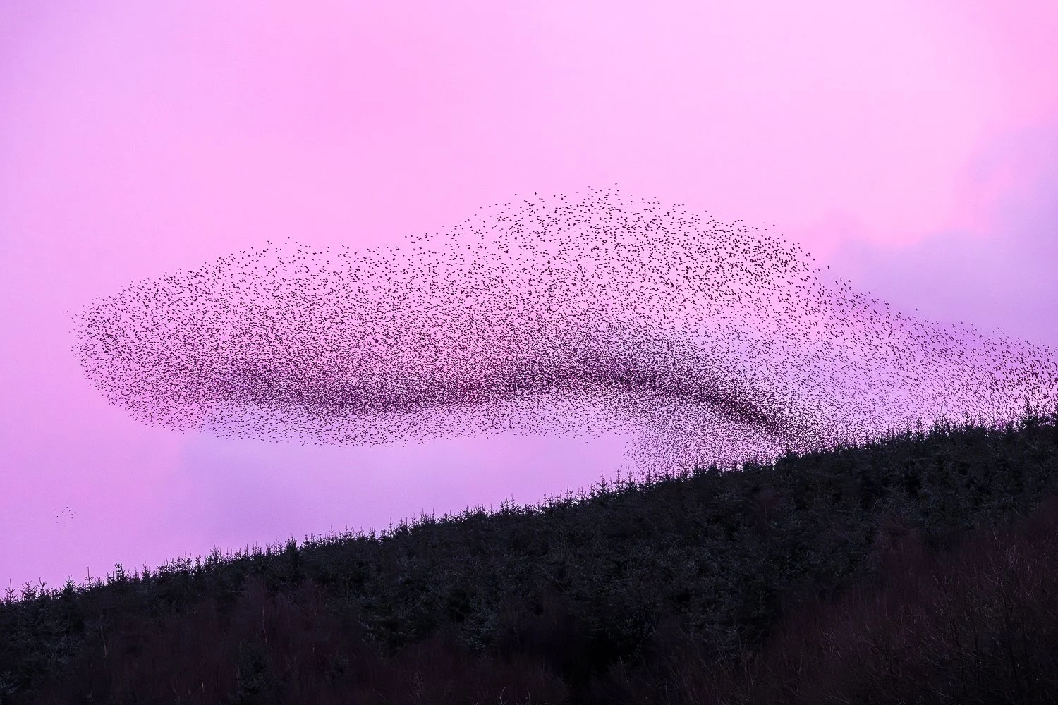 Diving to roost - Llandegley Rhos, 2025