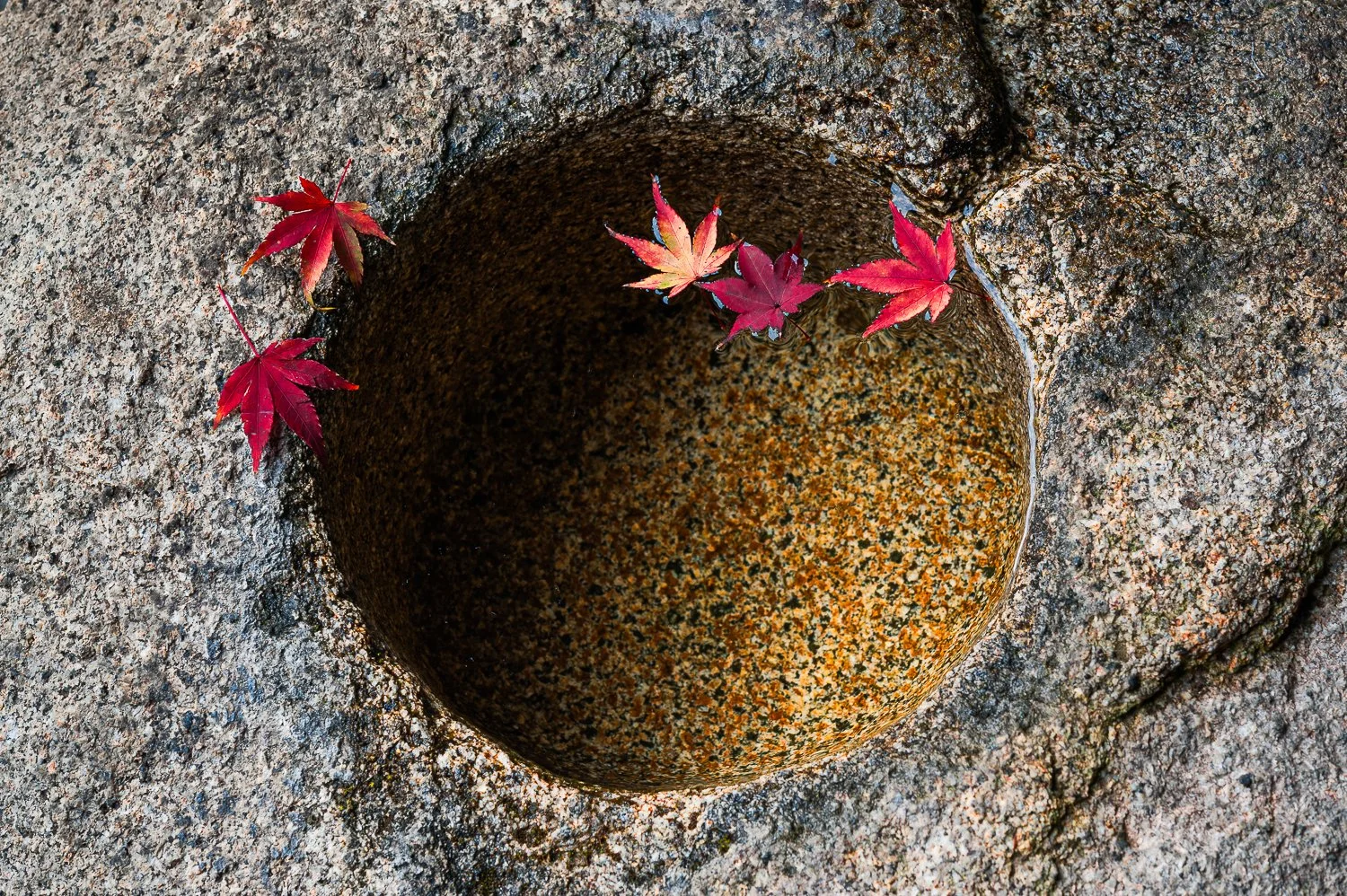 Komyo-in zen temple, Kyoto