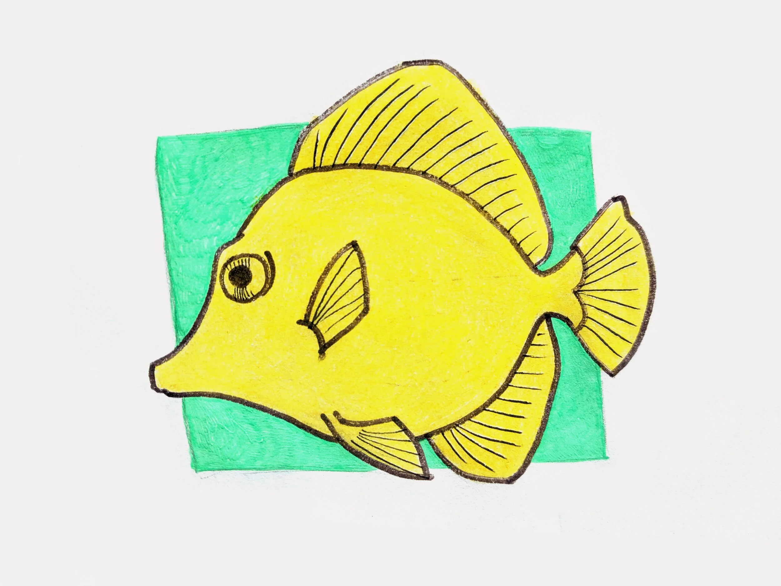 Yellow Tang.jpg