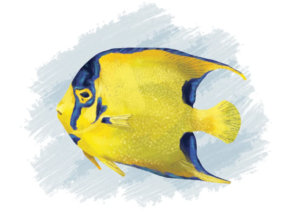 Queen-Angelfish.jpg