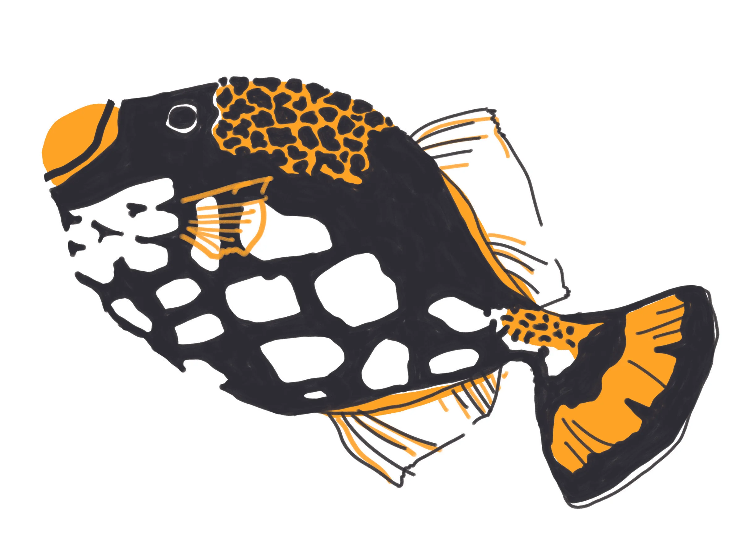 Clown Triggerfish
