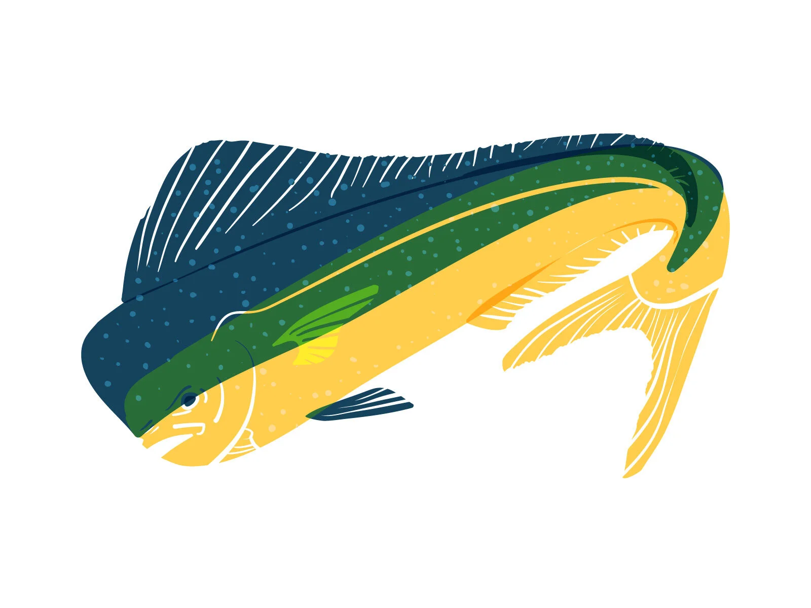 Gillustration_Mahi.jpg
