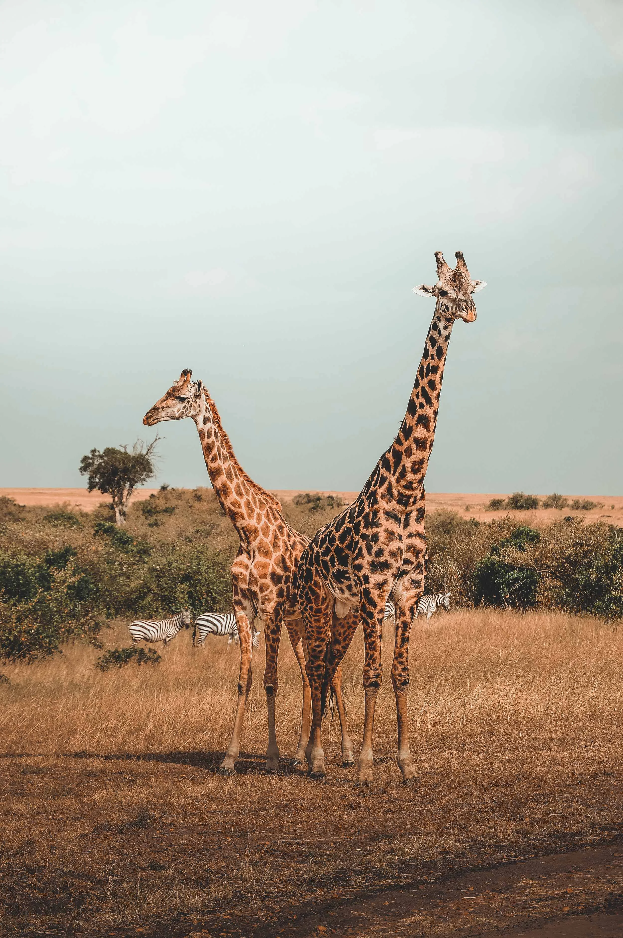 harshil-gudka-616909-unsplash_RR.jpg