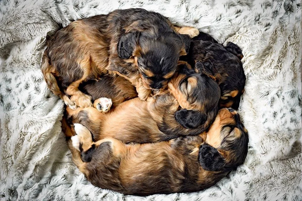 Pile of Poos Canvas Print