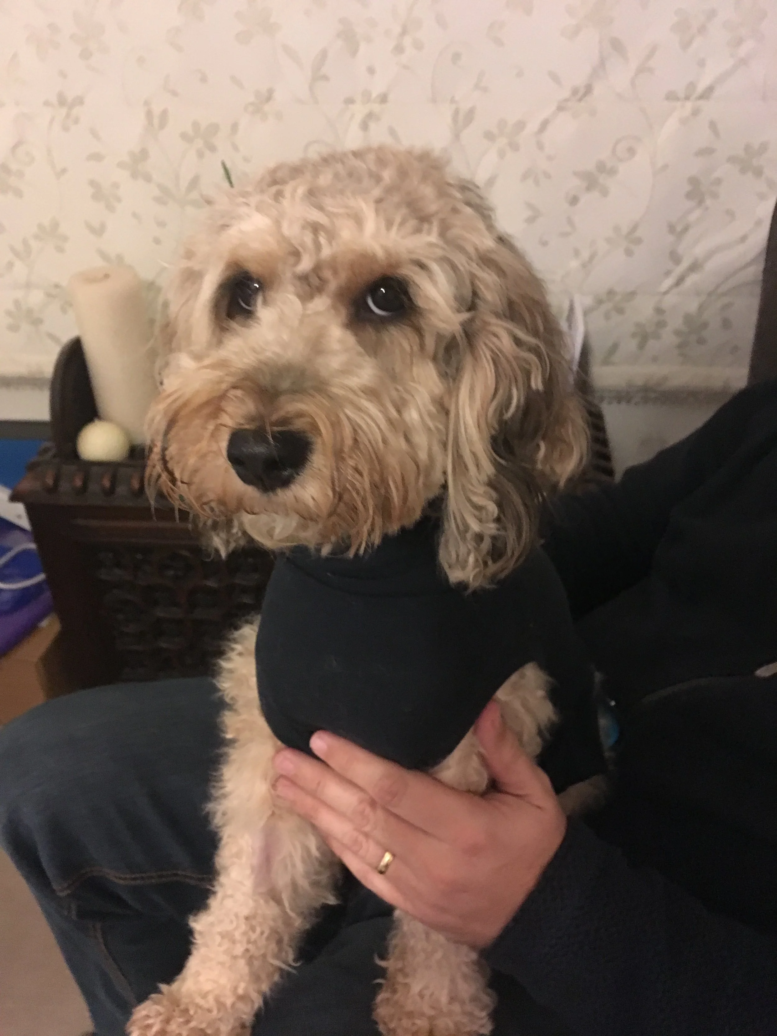 Breeding plans, Dog training and news